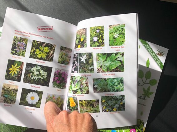 L'Herbier de Nos Tortues – Image 3
