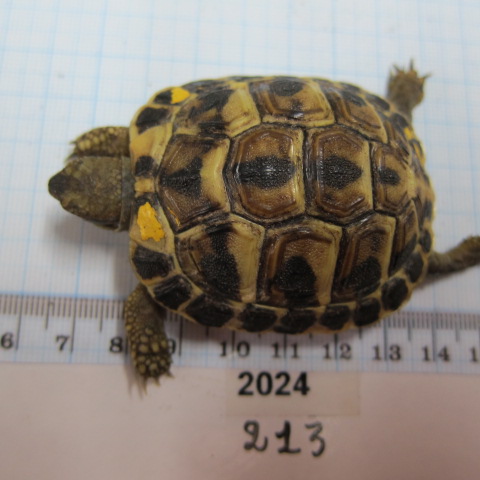 Juvénile 2024 N°213