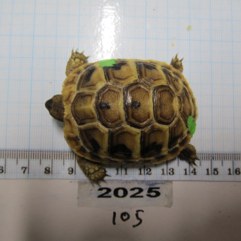 Juvénile 2025 N°105
