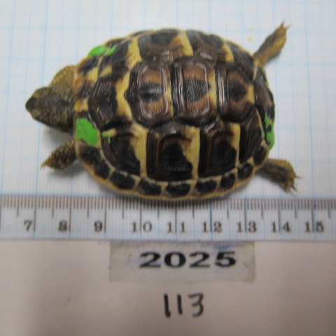 Juvénile 2025 N°113