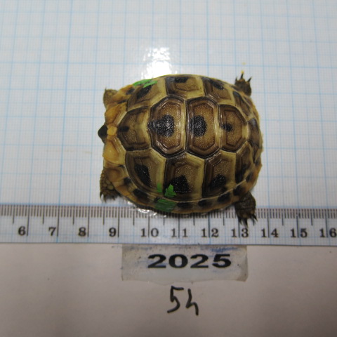Juvénile 2025 N°54
